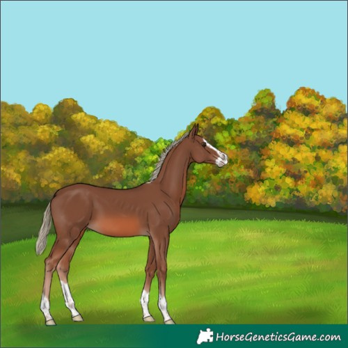 Horse Color:Unknown 