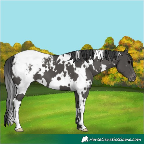 Horse Color:White Spotted Black Appaloosa 