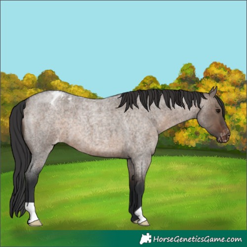 Horse Color:Brown Roan Dun Appaloosa 