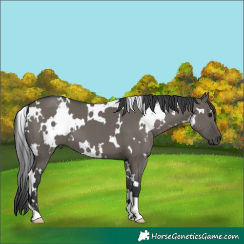 Horse Color:White Spotted Grullo