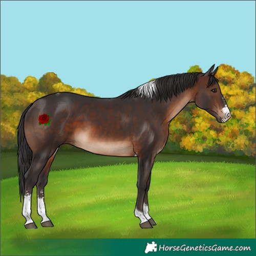 Horse Color:Brown Sabino Tobiano 