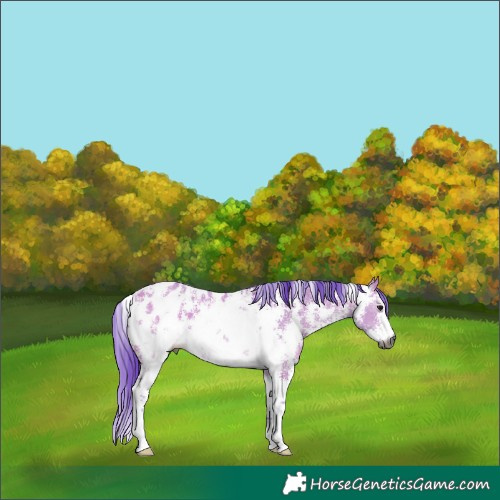 Horse Color:Gray Watercolor Bay Dun Sabino Near Leopard 