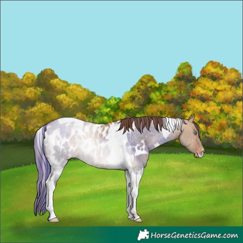 Horse Color:White Spotted Sable Champagne Dun Tobiano Appaloosa Rabicano