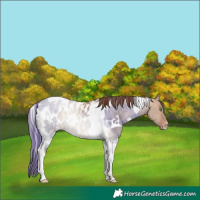 Horse Color:White Spotted Sable Champagne Dun Tobiano Near Leopard Rabicano