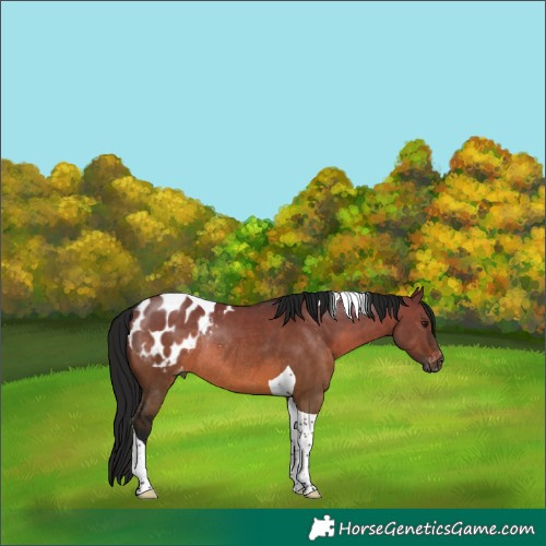 Horse Color:Gray Brown Dun Tobiano Appaloosa Rabicano 