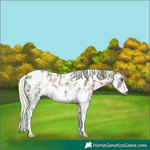 Horse Color:Gray Watercolor Silver Brown Dun Sabino Appaloosa 
