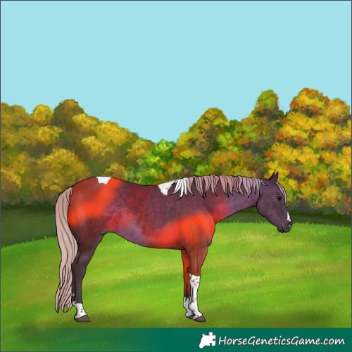 Horse Color:Gray Silver Black Tobiano 