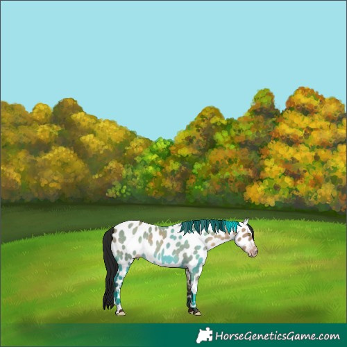 Horse Color:Gray Sable Champagne Dun Appaloosa 