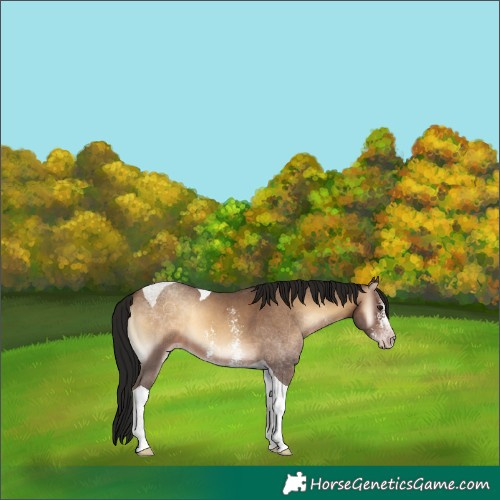 Horse Color:Gray Sable Champagne Onyx Sabino Tobiano 