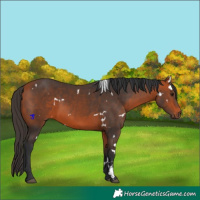 Horse Color:White Spotted Bay 
