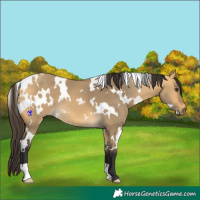 Horse Color:White Spotted Buckskin Dun