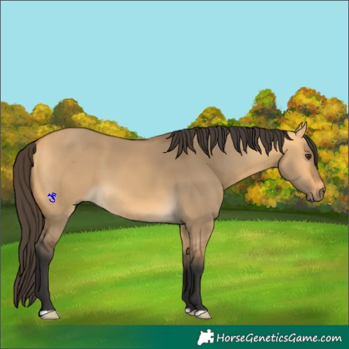 Horse Color:Buckskin Dun