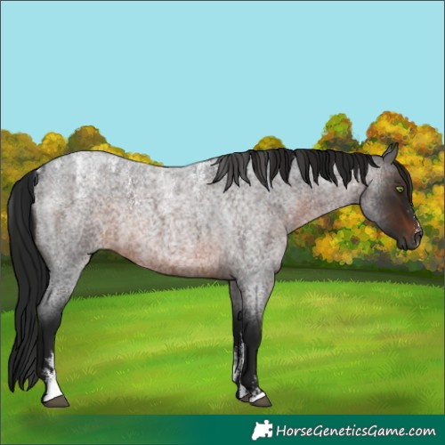 Horse Color:Powder White Gray Brown Roan 