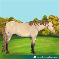 Horse Color:White Spotted Buckskin Dun Appaloosa