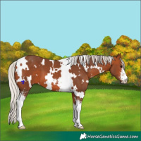 Horse Color:White Spotted Silver Bay Sabino