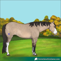 Horse Color:Brown Dun Sabino