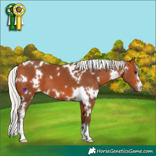 Horse Color:White Spotted Silver Bay Sabino 