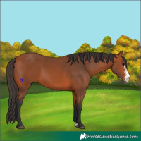 Horse Color:Bay Sabino 
