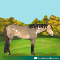 Horse Color:White Spotted Buckskin Dun Sabino