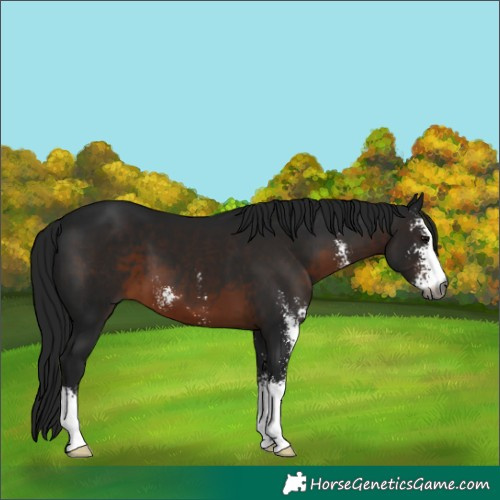 Horse Color:Gray Brown Sabino 
