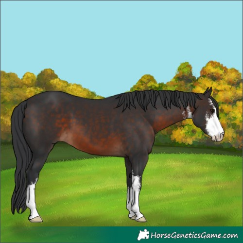 Horse Color:White Spotted Brown 