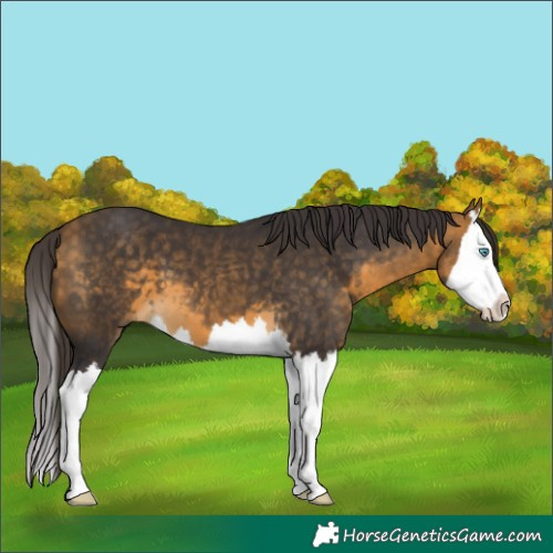 Horse Color:Buckskin Splash 