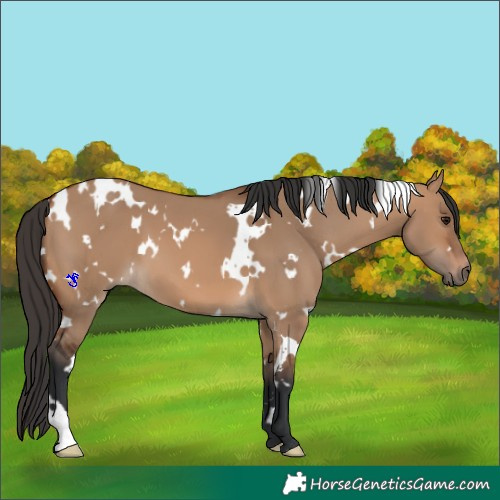 Horse Color:White Spotted Bay Dun 