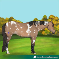 Horse Color:White Spotted Bay Dun
