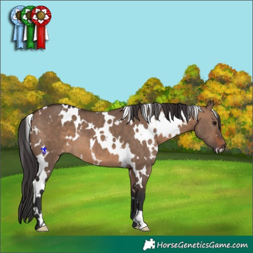 Horse Color:White Spotted Brown Dun 