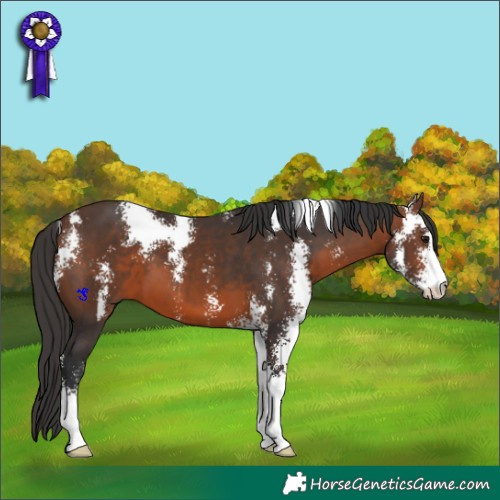 Horse Color:Brown Sabino