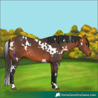 Horse Color:White Spotted Bay 
