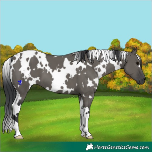 Horse Color:White Spotted Grullo