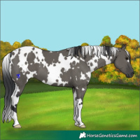 Horse Color:White Spotted Grullo 