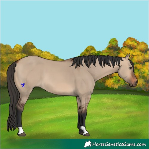 Horse Color:Bay Dun