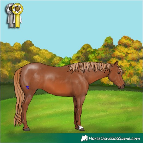 Horse Color:Chestnut 