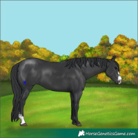 Horse Color:Black Sabino