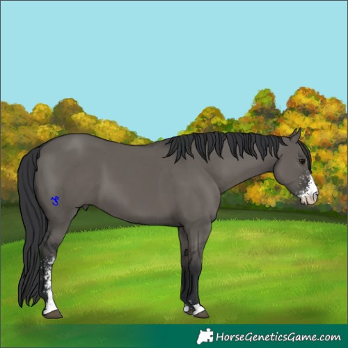 Horse Color:Grullo Sabino 