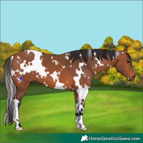 Horse Color:White Spotted Bay