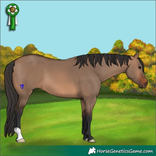 Horse Color:Brown Dun