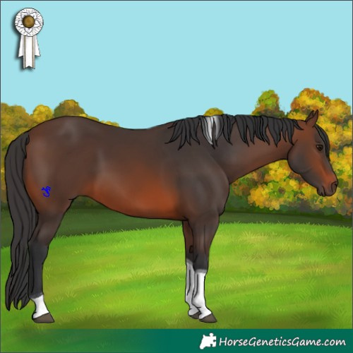 Horse Color:Brown Tobiano