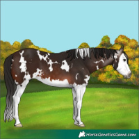Horse Color:Gray White Spotted Bay Splash 