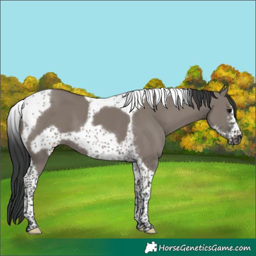 Horse Color:Grullo Tobiano Frame 