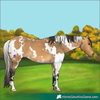 Horse Color:White Spotted Buckskin