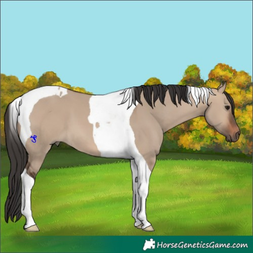 Horse Color:Brown Dun Tobiano 