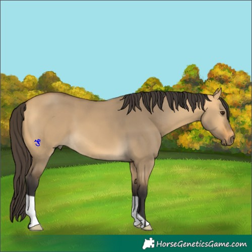 Horse Color:Buckskin Dun