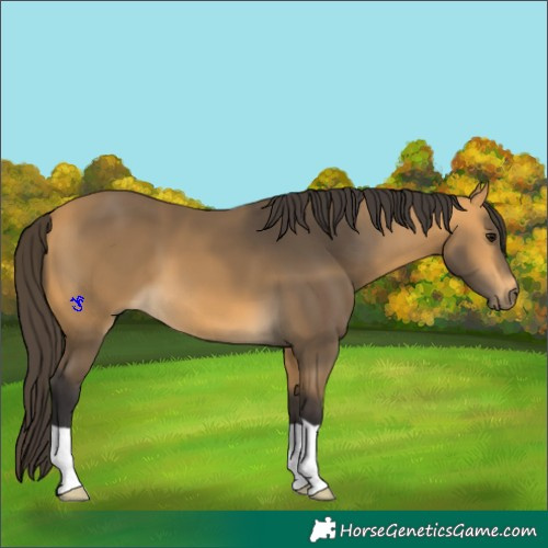 Horse Color:Buckskin