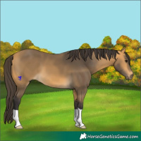 Horse Color:Buckskin