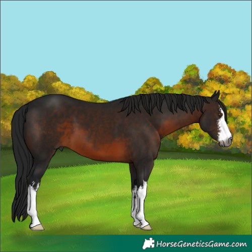 Horse Color:Gray White Spotted Brown 