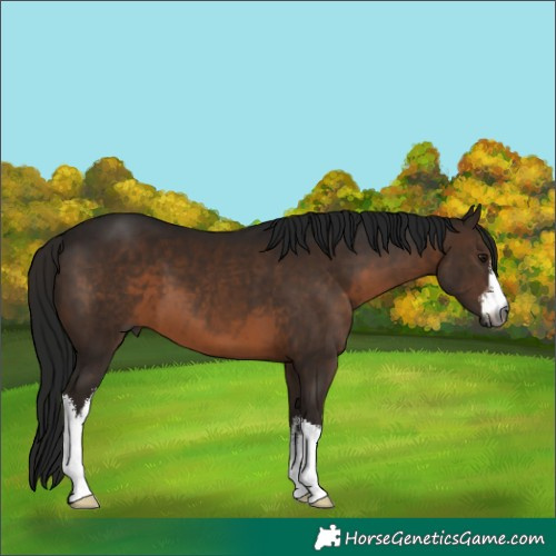 Horse Color:Gray White Spotted Brown 