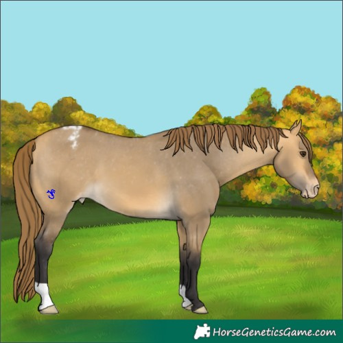 Horse Color:Buckskin Dun Appaloosa 